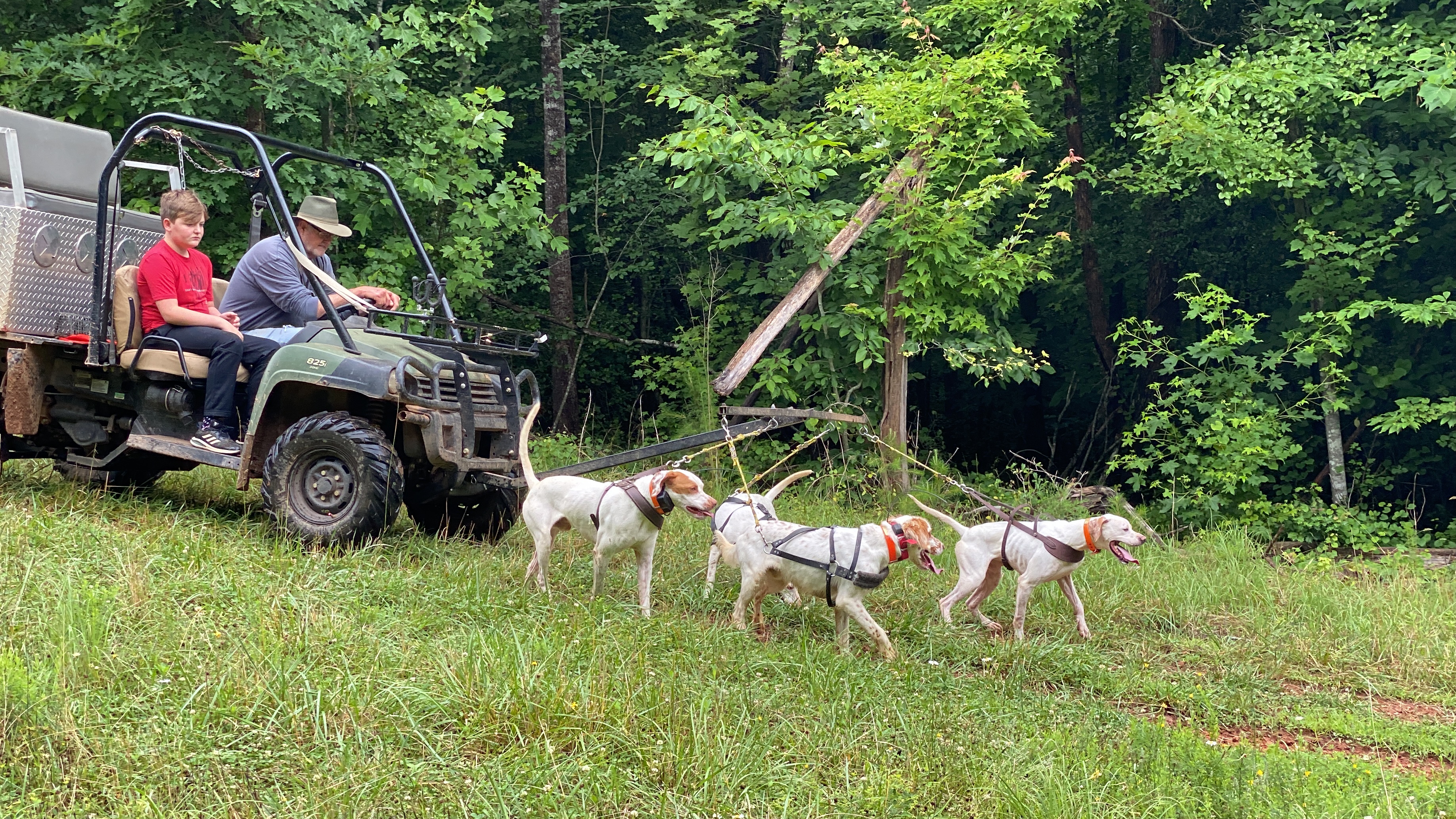Roading dogs