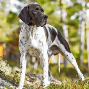 English Pointer