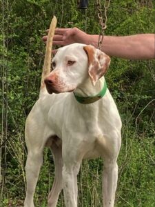 Pointer Bird Dog