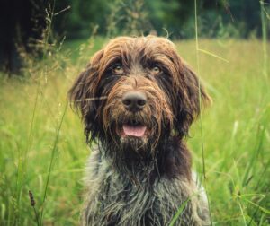 Wirehaired Pointing Griffon