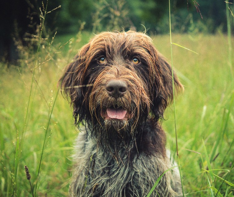 Wirehaired Pointing Griffon