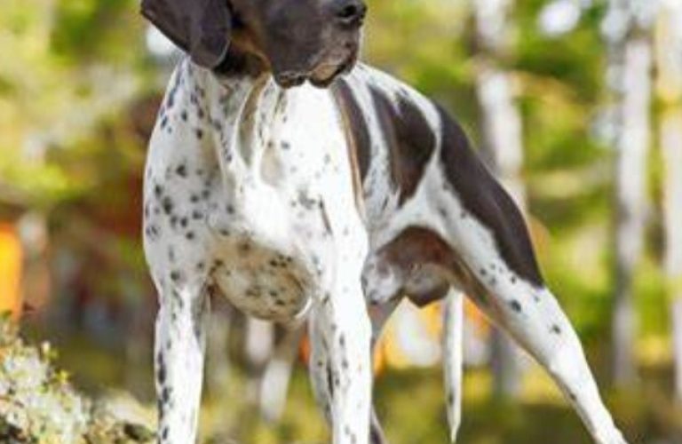 English Pointer