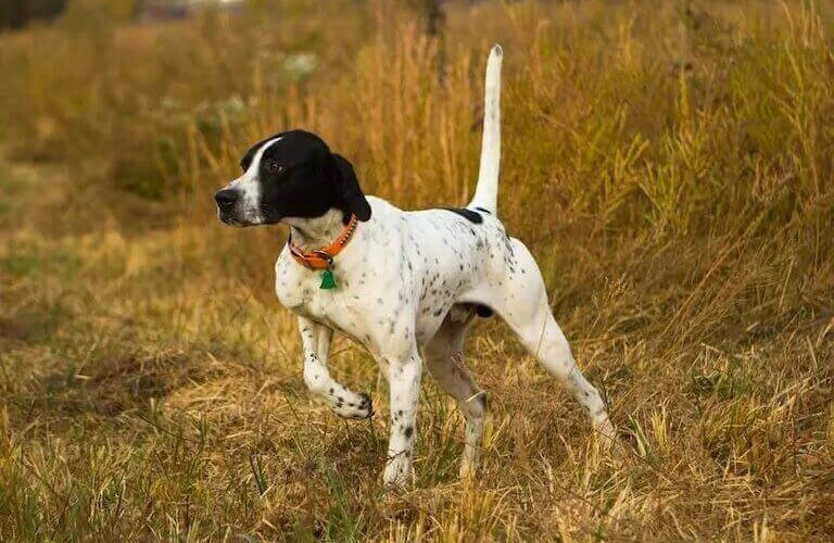 English-Pointer3_inPixio946