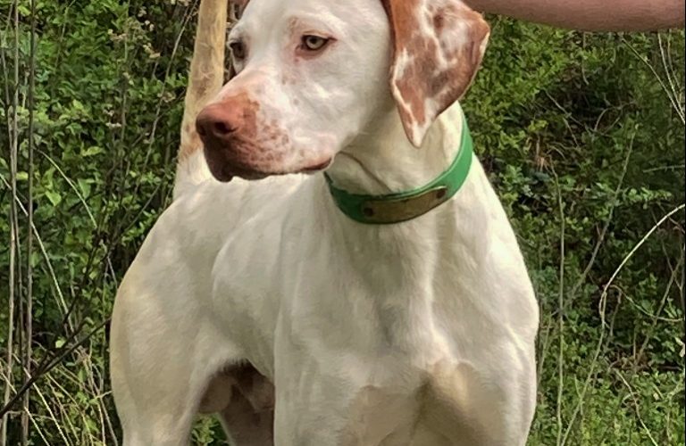 Pointer Bird Dog