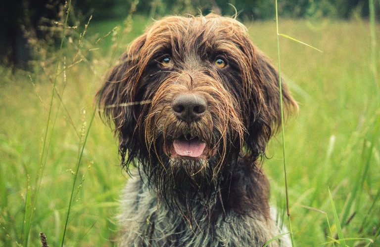 Wirehaired Pointing Griffon